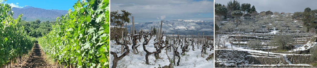 etna a vinařství